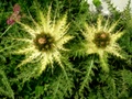 dscn0115.jpg