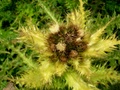 dscn0117.jpg