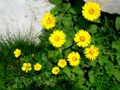 dscn0118.jpg