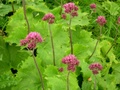 dscn0133.jpg