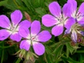 dscn0145.jpg