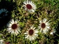 dscn0872.jpg