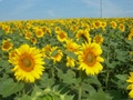 dscn3216.jpg