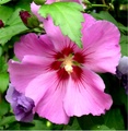 hibiskus.jpg