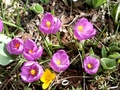 krokus1.jpg