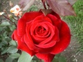 rosen003.jpg