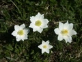 toggi010.jpg