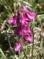 toggi014.jpg